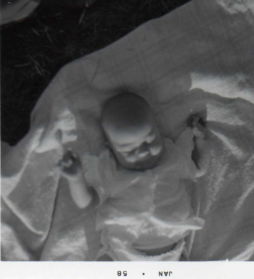 Image 29